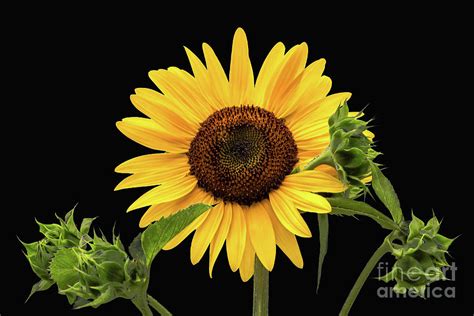 Sunflower Beauty Photograph By Janet Barnes Fine Art America