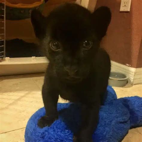 Buy Black Panther Cubsblack Panther Cubs For Sale