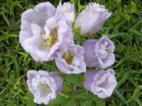 No time to stop by but still needing flowers for your valentine? Busy Bee: Bell flowers