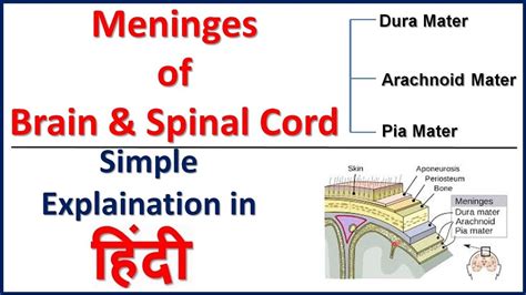 Dura Mater Arachnoid Mater Pia Mater Slide Share