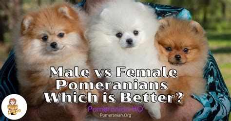 Male Vs Female Pomeranian Which Is Best