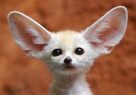 The 24 Cutest Baby Animal Species Of All Time