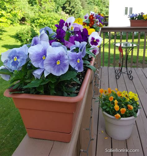 How To Grow Planters Full Of Pansies A Quiet Simple Life With Sallie