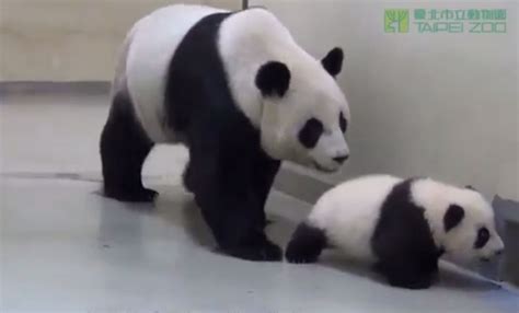 Hilarious Video Of Baby Panda Whose Mother Puts Him Back