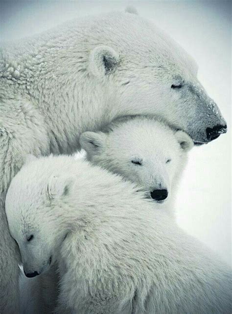 Polar Bear Mom And Baby Dieren Schattige Dieren Baby Dieren