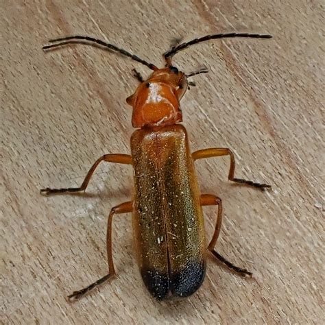 Rhagonycha Fulva Common Red Soldier Beetle 10000 Things Of The