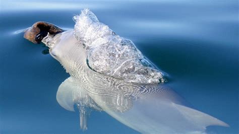 Smaller dolphins may also eat krill and. Dolphin food habits distinguish genetic line