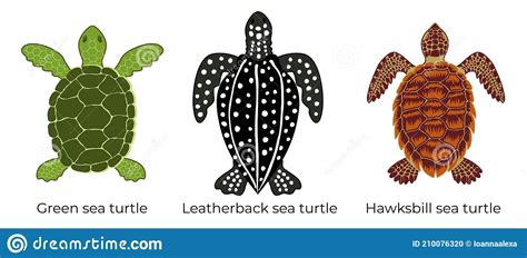 Sea Turtle Leatherback Cartoon Vector Illustration Cartoondealer Com