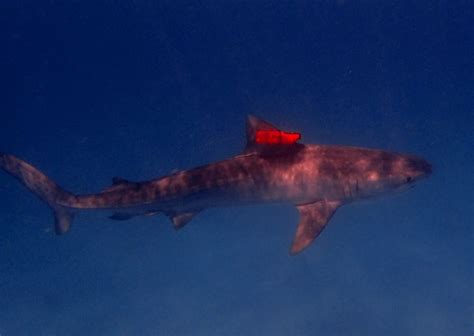 Help Crowdfund Shark Research Understanding The Yo Yo Dives Of A Top