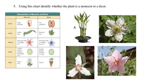 Solved 5 Using This Chart Identify Whether The Plant Is A