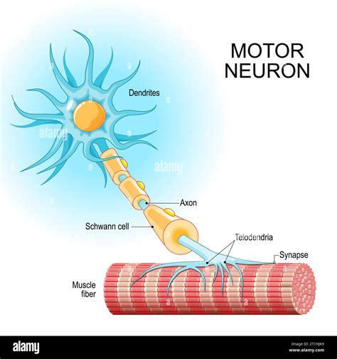 Neurona Motora Estructura Y Anatomía De Una Neurona Eferente Primer