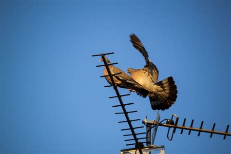 Безплатна снимка птица крило небе син Великобритания гълъби