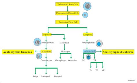 Diagram Practical Acute Myeloid Leukemia Diagram Mydiagramonline