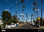 West Adams neighborhood, Palm Trees, Los Angeles, California, USA Stock ...