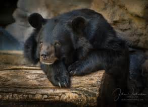 Photographic Portrait Of Black Bear At Denver Zoo Prints