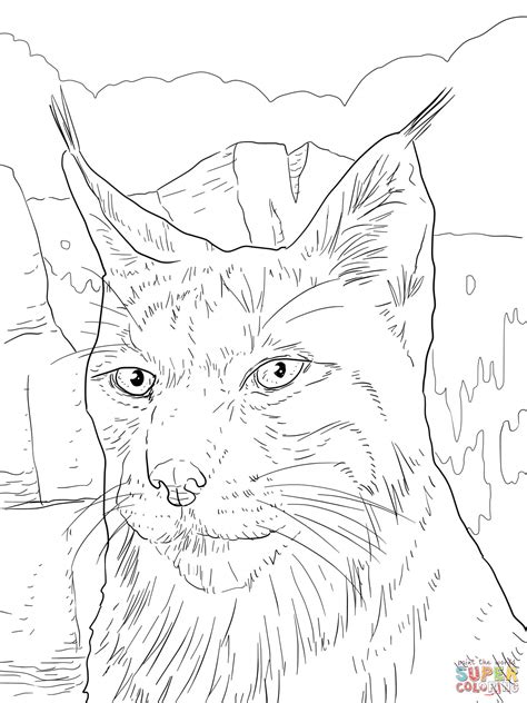 iberian lynx portrait coloring page  printable coloring pages