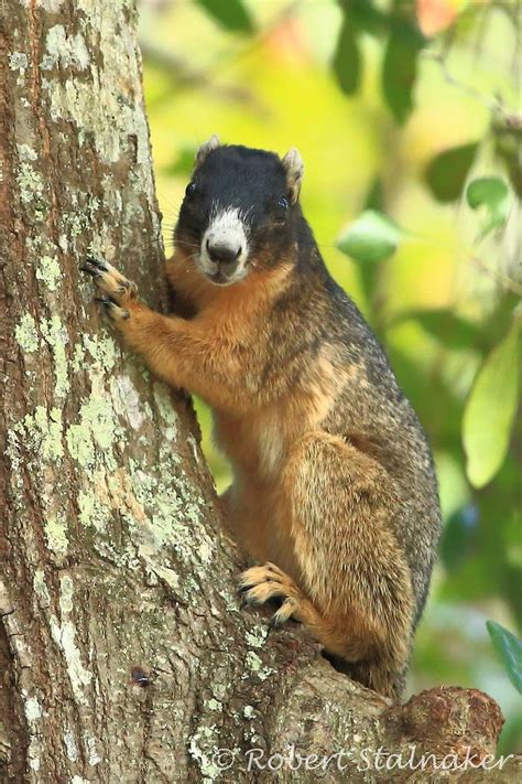 Shermans Fox Squirrel Found In Florida And Georgia Animaux Foret