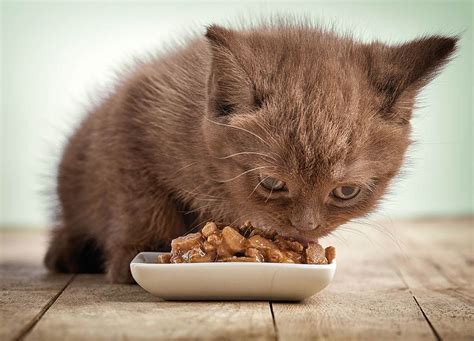 When Does A Kitten Start Eating Food And Drinking Water Vet Approved Facts And Faq