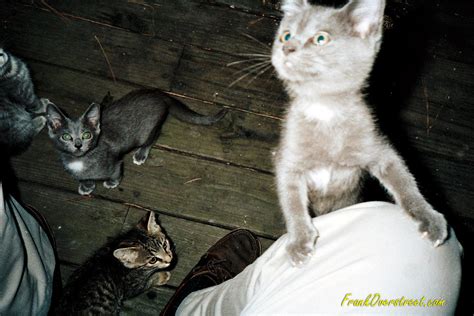 Frank Overstreet Feral Cats Operation Catnip