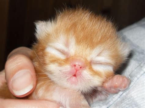 Baby Persian Deucalion Kittens Cutest Sleepy Cat Fur Babies