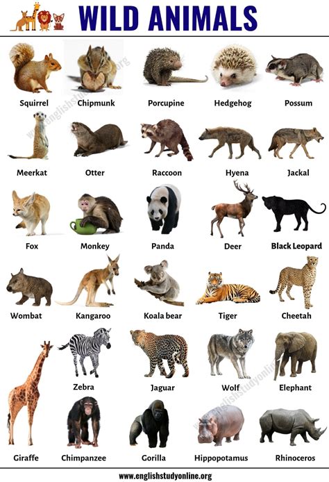 Different Animals In The World With Names Animal Big