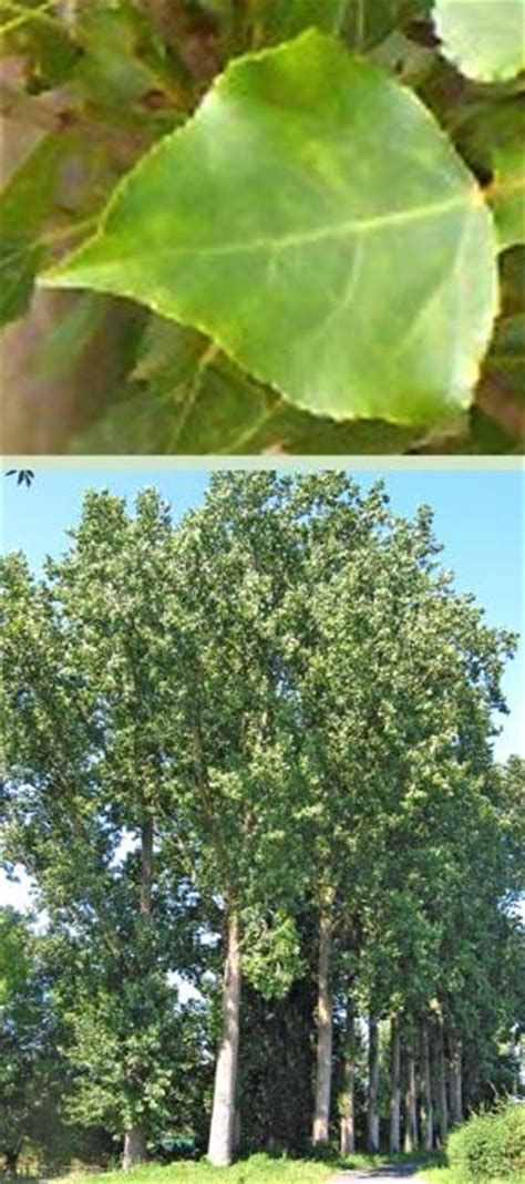 Buy Trees And Shrubs Online For Less Cottonless Cottonwood Tree