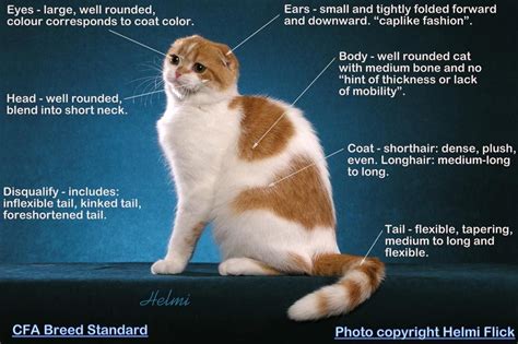 Cat Breeds Scottish Fold Pets Lovers