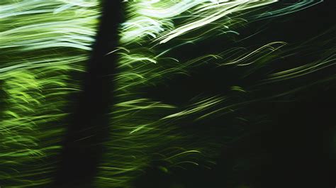 Motion In The Forest Photograph By Graeme Sugden Fine Art America