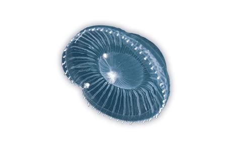 Crystal Jellyfish Ocean Animals