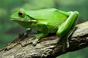 All About Green Tree Frogs | Green Tree Frog by lifeofageek | Frogs ...