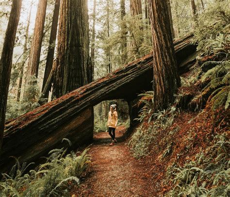 Travel Info For The Redwood Forests Of California Eureka And Humboldt