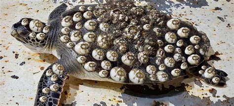 The Truth Of Barnacles On A Turtles Shell El Aviso Magazine