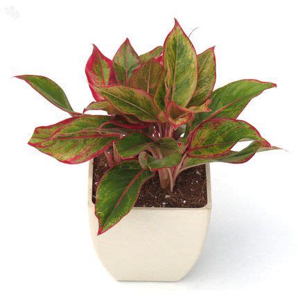 Dwarf cultivars will grow to only 3 ft (90 cm) tall. Buy Indoor Plant Red Aglaonema Online India | Zansaar Home Decor Store | Indoor plants, Plants ...