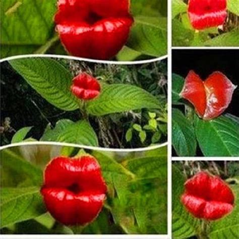 50pcs Red Lip Rare Flower Bonsai Plant Park Psychotria Elata Flower