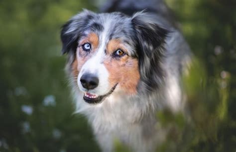 A Complete Guide To The Border Collie Australian Shepherd Mix All