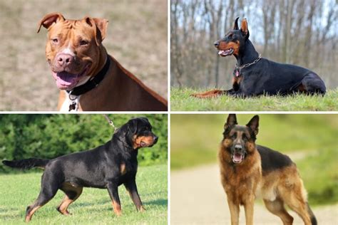 Conheça as 5 melhores raças de cães de guarda do mundo