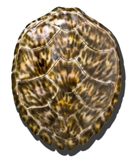 How to paint a water turtle? Hawksbill Sea Turtles. Considered by many to be the most ...