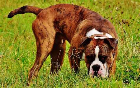 Boxer Dog Breed Facts And Advice Mypetzilla Uk