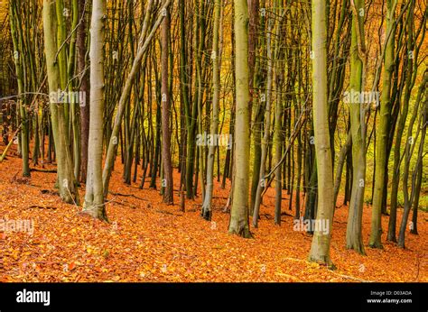 Beech Trees In A Woodland In Autumn Priors Wood Portbury North