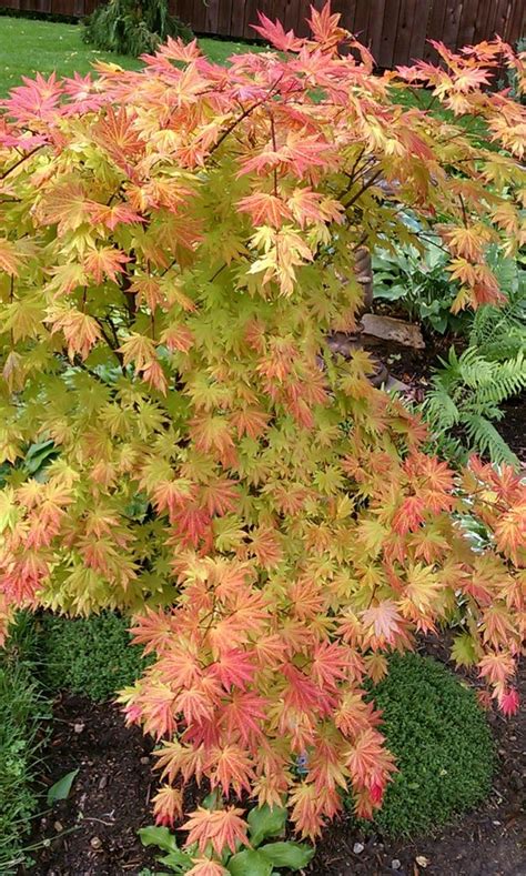 32 Beautiful Golden Fall Full Moon Japanese Maple Acer Japanesemaple