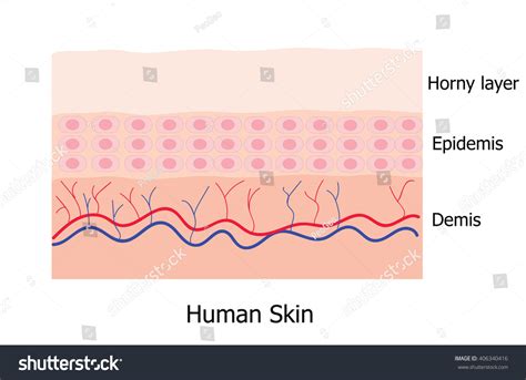사람의 피부 층은 무질서한 층 표피병 스톡 벡터로열티 프리 406340416 Shutterstock