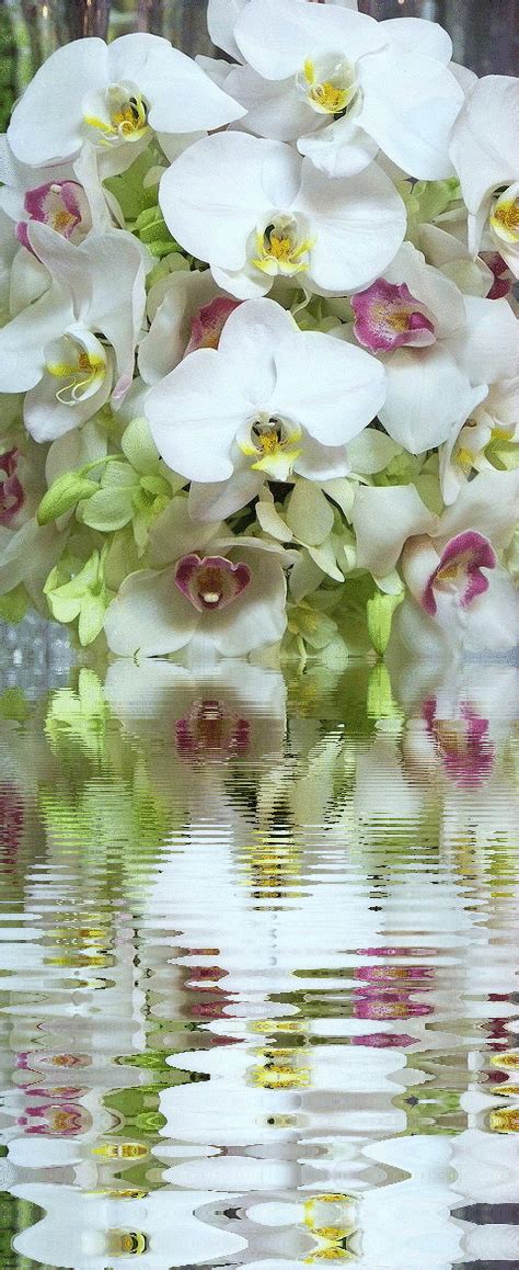 Album gallery,animated gif flowers images glitter,gif blog,images friends,facebook share,love glitter. 10 Beautiful Orchid Flower Animated Gifs - Best Animations