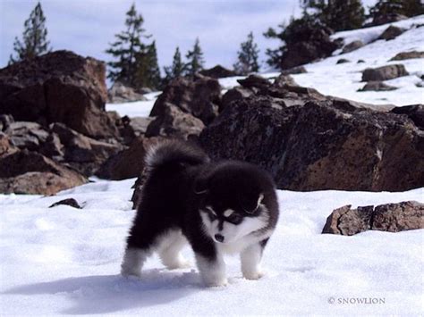 Snowlion Alaskan Malamutes Purebred Alaskan Malamutes Puppies From