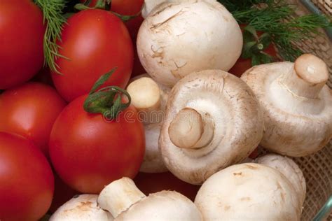 Tomato Mushrooms And Fennel Stock Image Image Of Agriculture Fennel