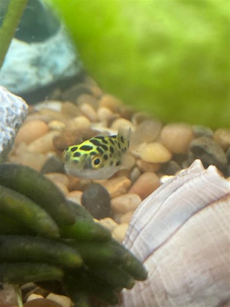 Green Spotted Puffer Care Breeding Tank Size And Disease