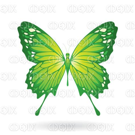 Green Butterfly With Classic Wings Cidepix