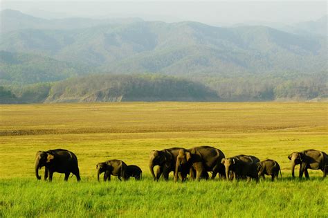The Ultimate Guide To National Parks In India Flyopedia