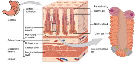 Why does haemoglobin binds with oxygen in the alveolar capillary blood while in tissues it dissociates from oxygen? What are the names of the tissue layers of the stomach ...