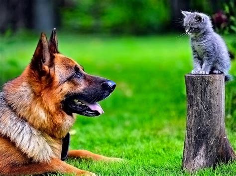Cat Vs Dog Which Pet Would You Rather Have Uk Pets
