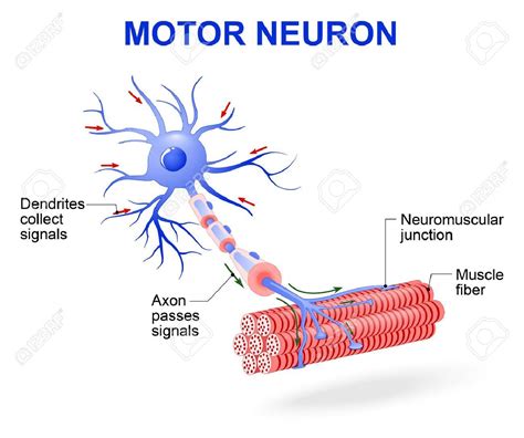 Structure Of Motor Neuron Vector Diagram Include Dendrites Cell Body
